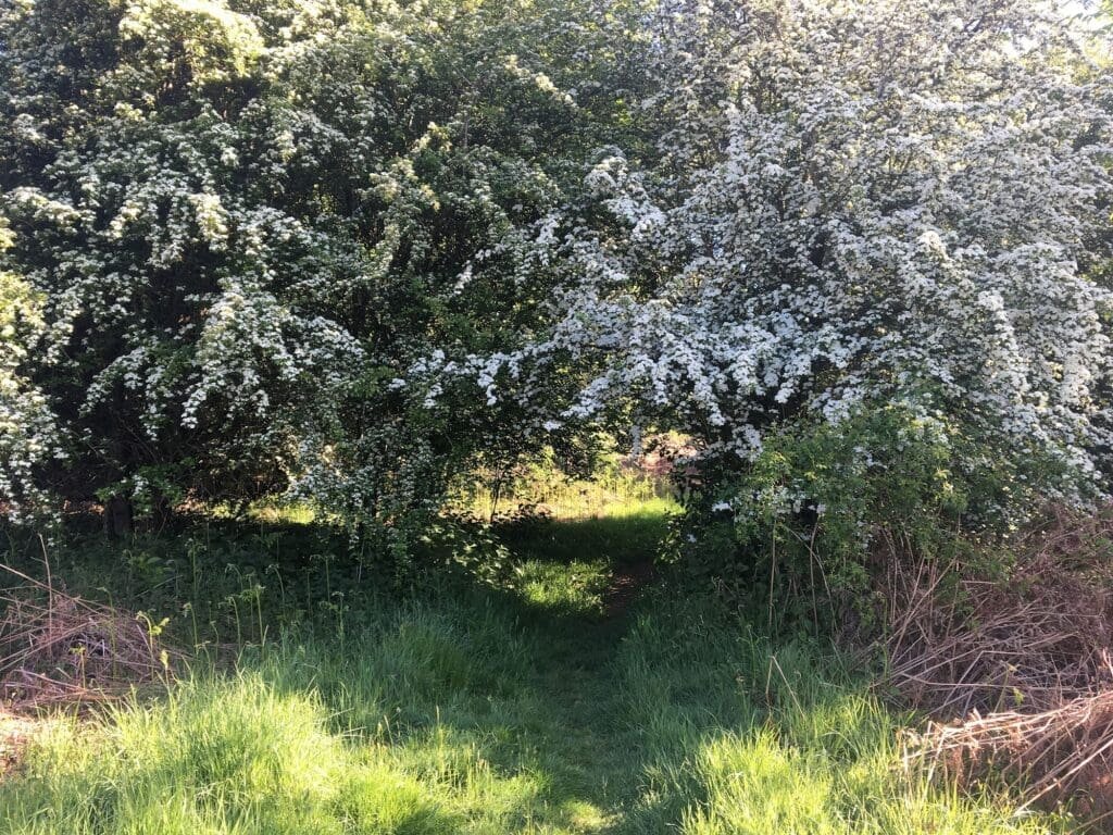 Bluebell Walk