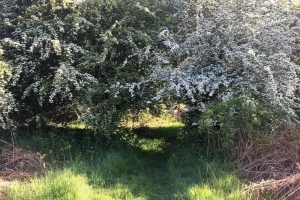 Bluebell Walk