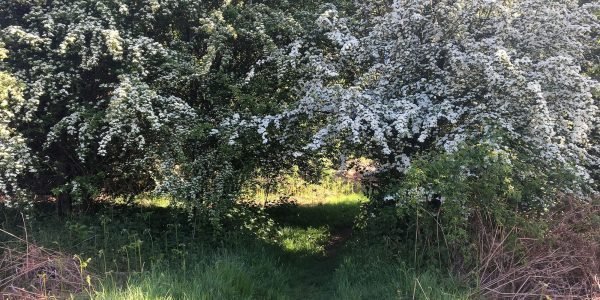 Bluebell Walk